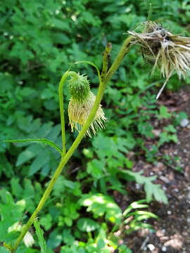 Image of Cirsium erisithales (Jacq.) Scop.