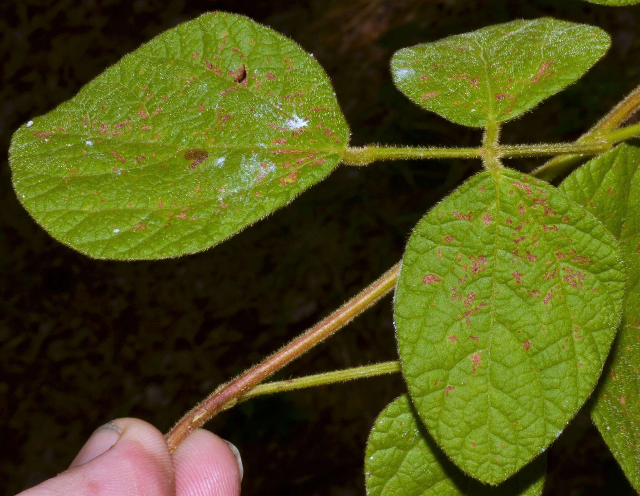 Plancia ëd Rhynchosia latifolia Torr. & A. Gray