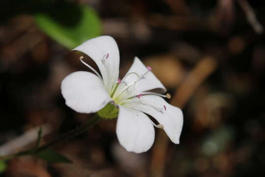 Plancia ëd <i>Heterochroa petraea</i>