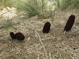 Image of Cynomorium coccineum subsp. songaricum (Rupr.) J. Leonard