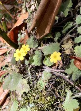 Sibthorpia peregrina L. resmi