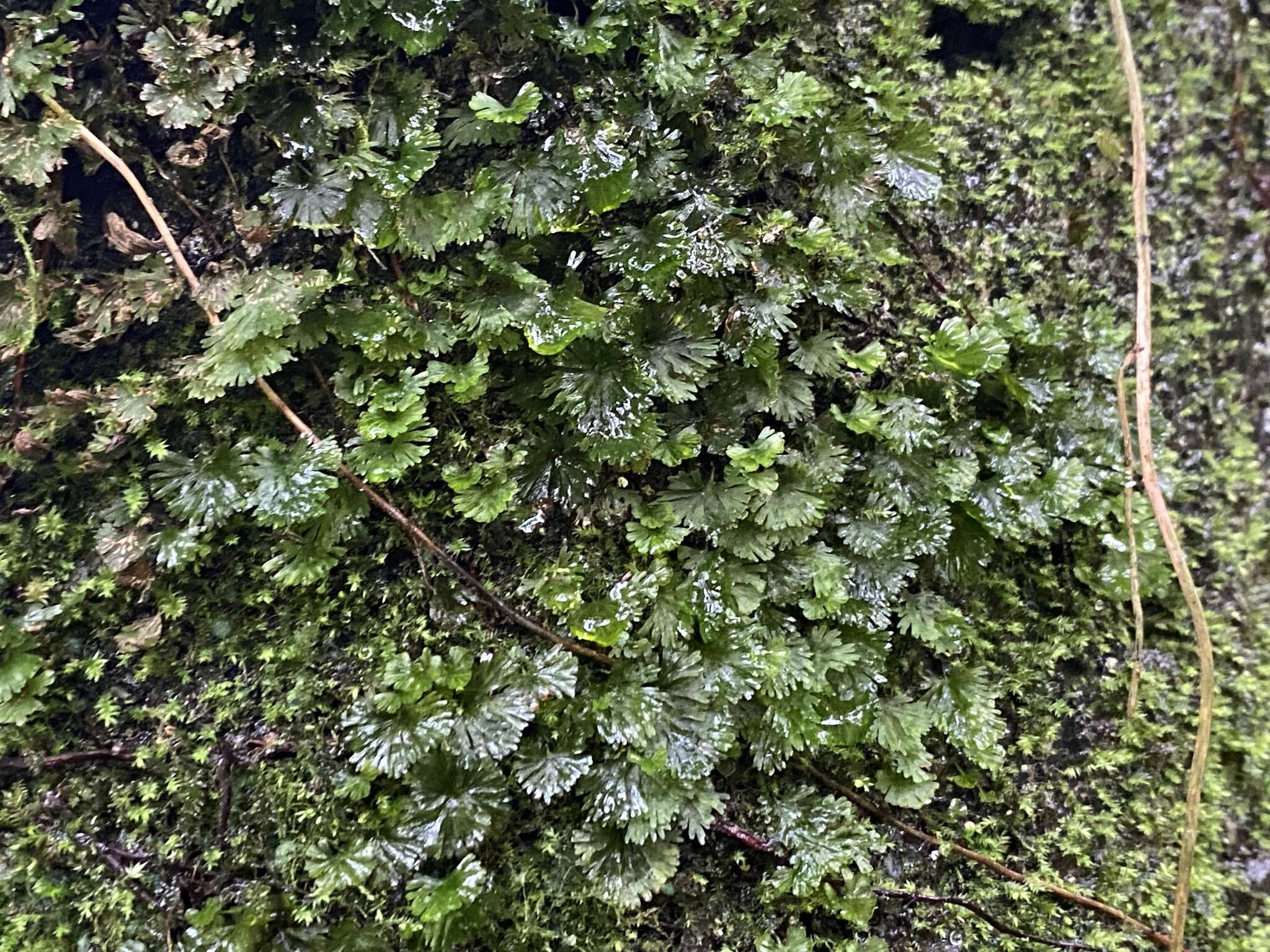 Image of tiny bristle fern