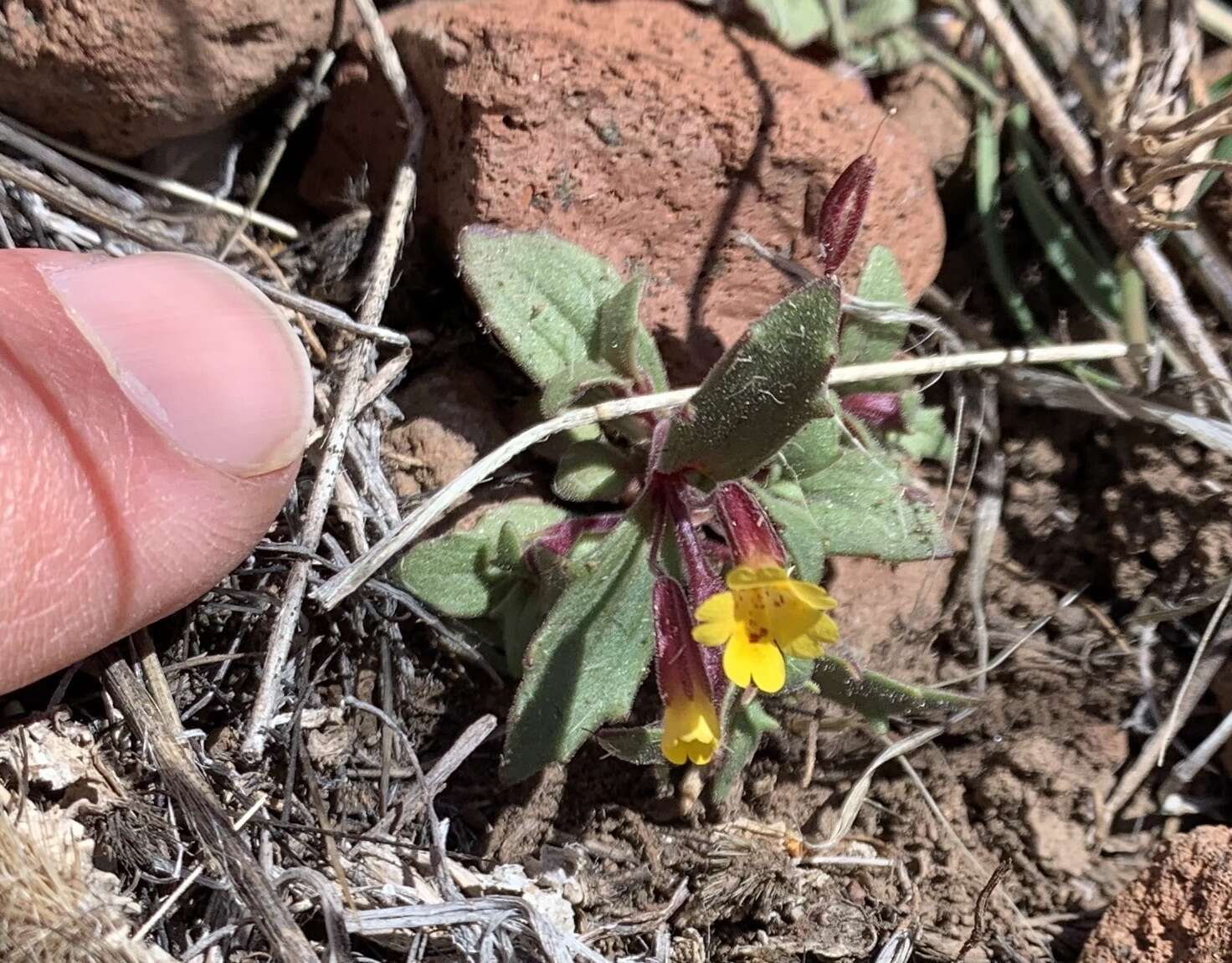 Erythranthe rubella (A. Gray) N. S. Fraga resmi