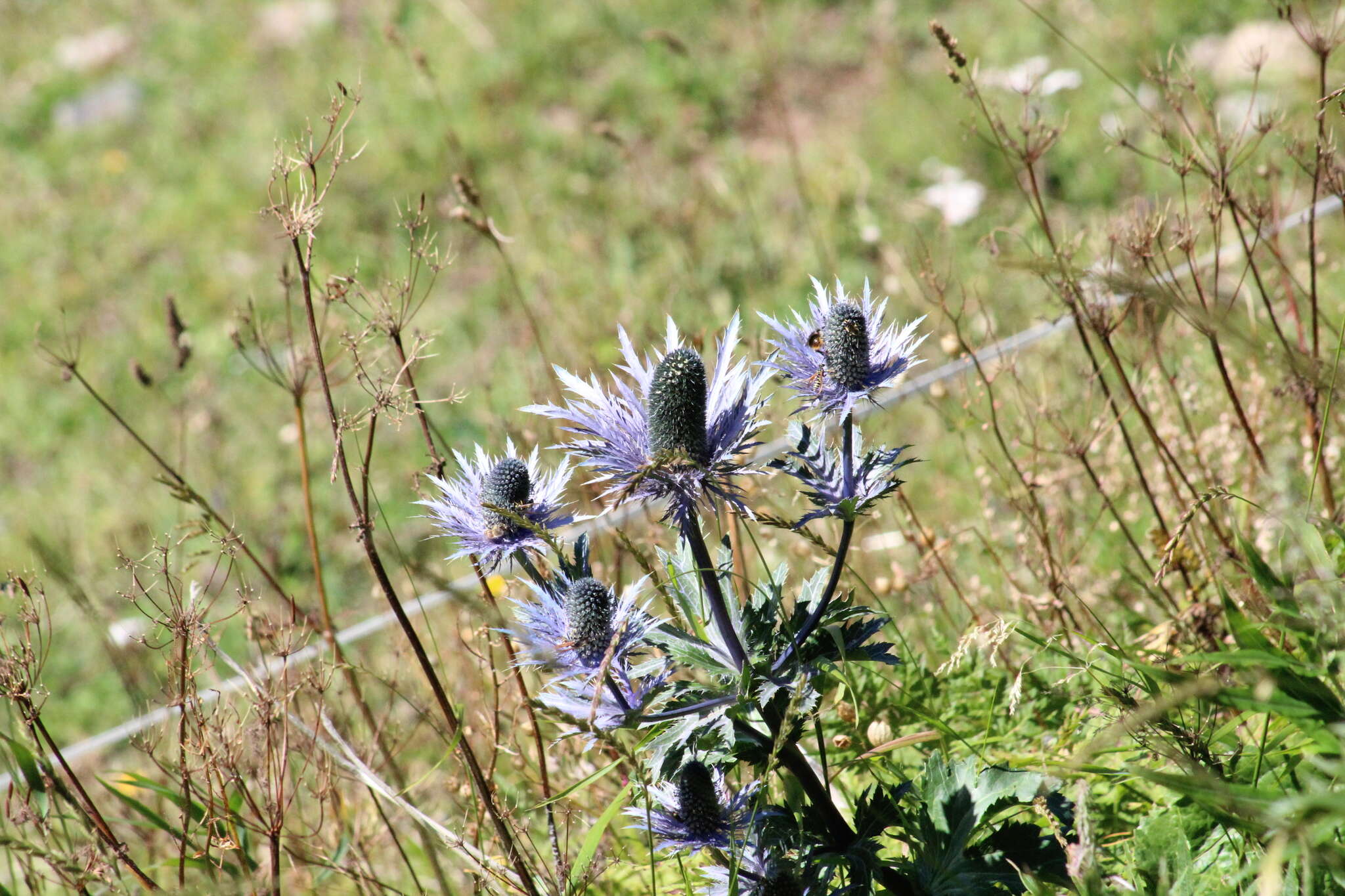 Imagem de Eryngium alpinum L.