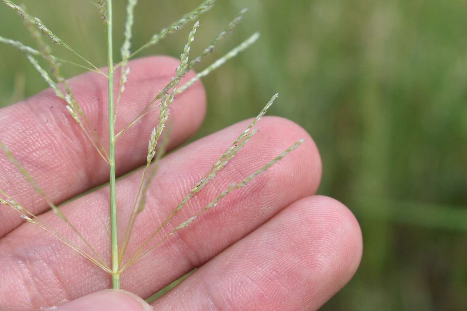 Plancia ëd Sporobolus pyramidatus (Lam.) Hitchc.