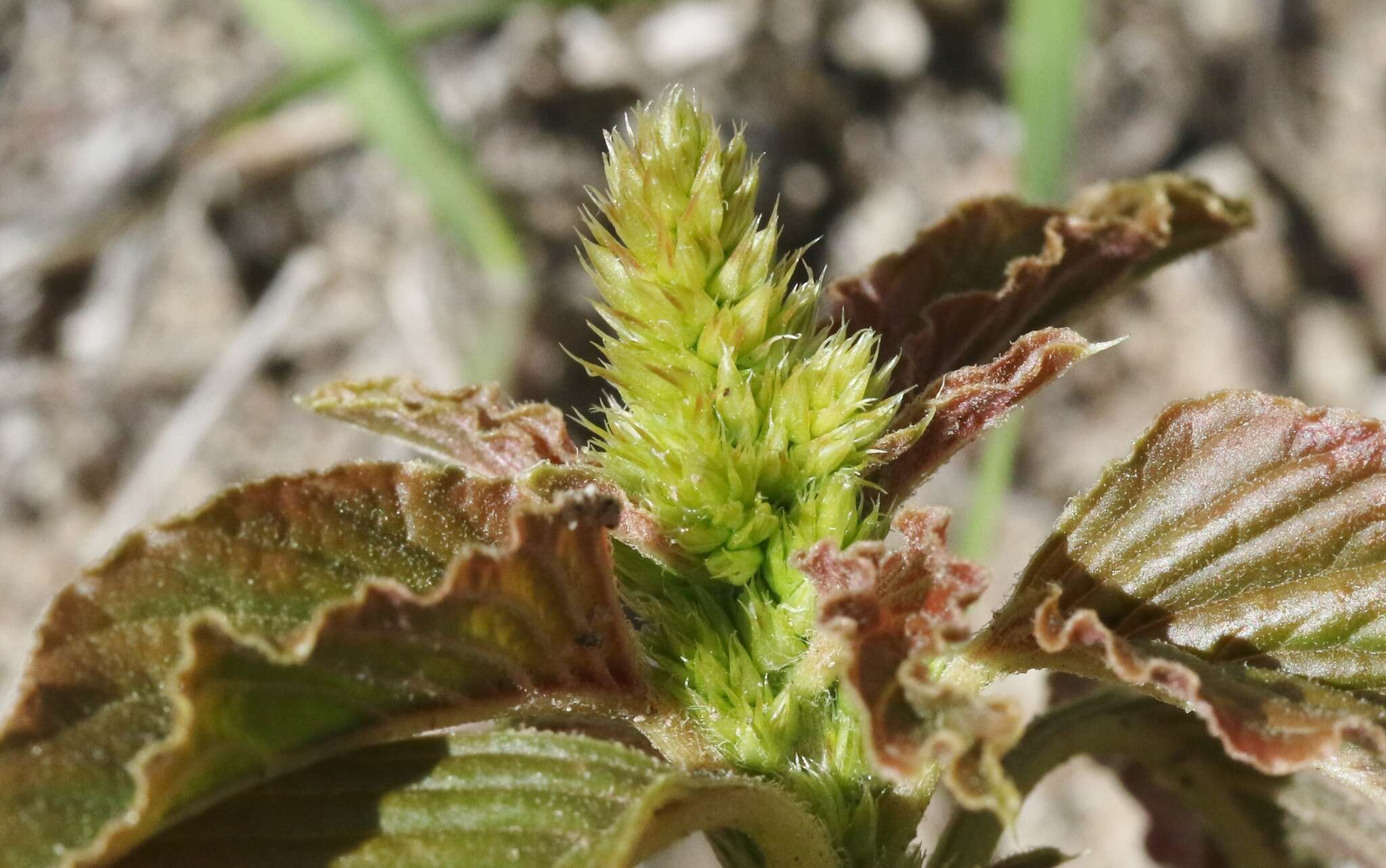 Image of Amaranthus retroflexus subsp. retroflexus