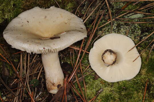 Image of Russula perlactea Murrill 1943