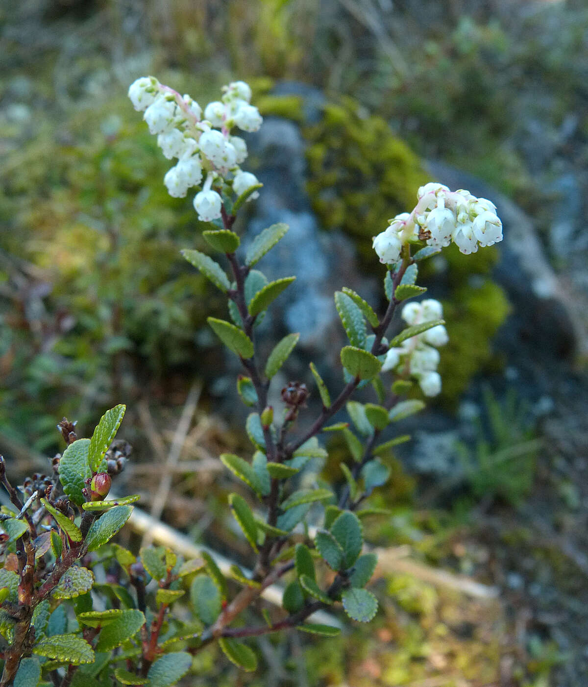 Imagem de Gaultheria colensoi Hook. fil.