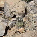 Sivun Echinocereus palmeri subsp. palmeri kuva