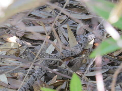 Crotalus lepidus klauberi Gloyd 1936 resmi