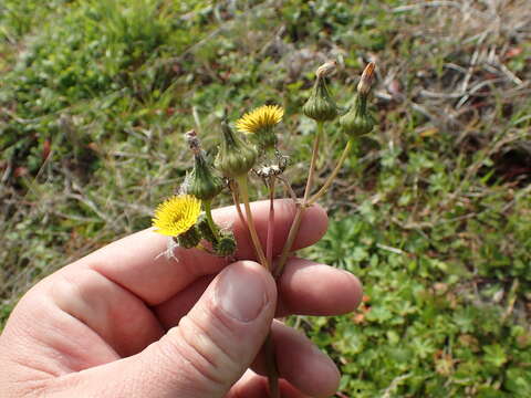 Слика од Sonchus asper (L.) Hill