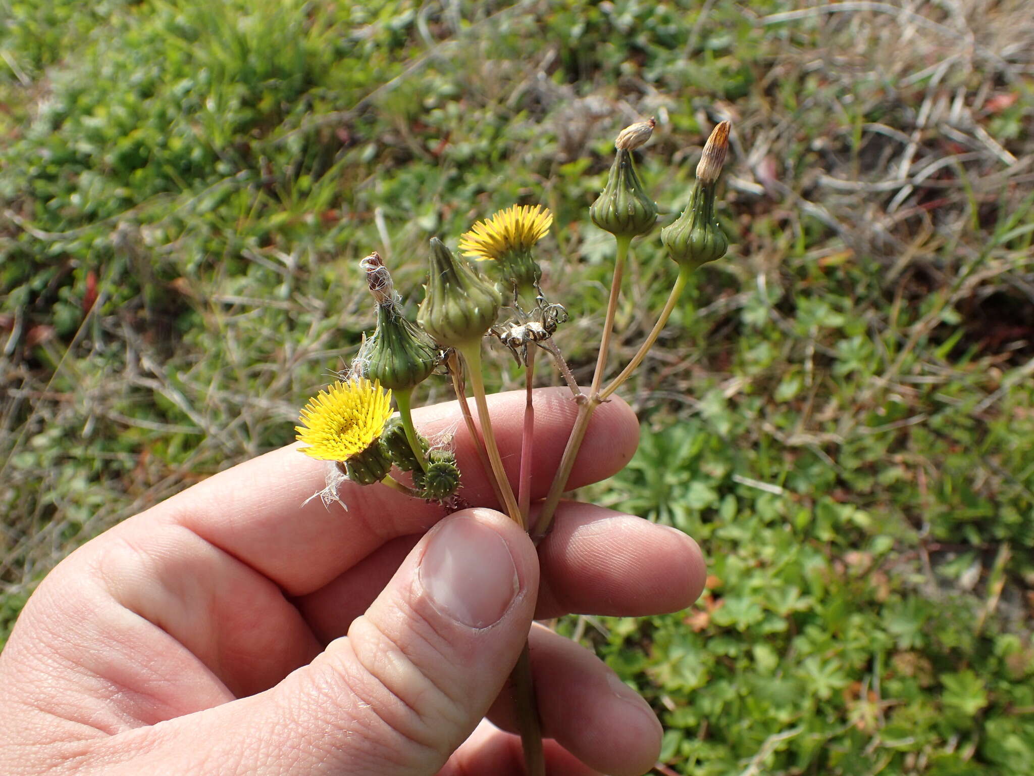 Слика од Sonchus asper (L.) Hill