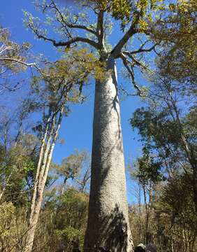 Image of Baobab