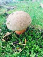 Image of Scarlet-stemmed Bolete