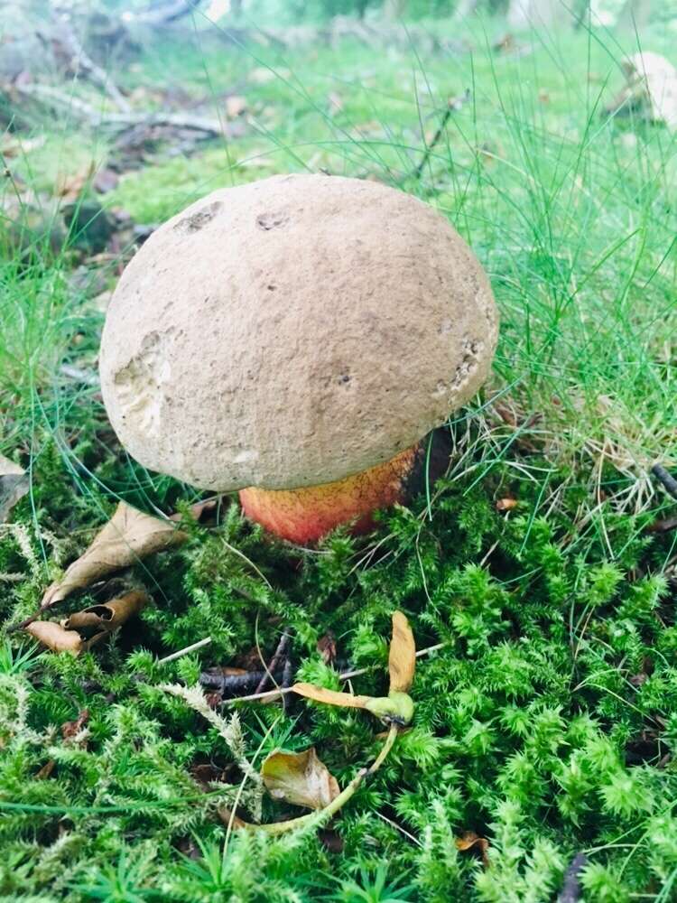 Image of Scarlet-stemmed Bolete