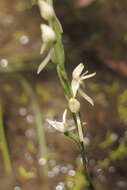 Image of Common rein orchid