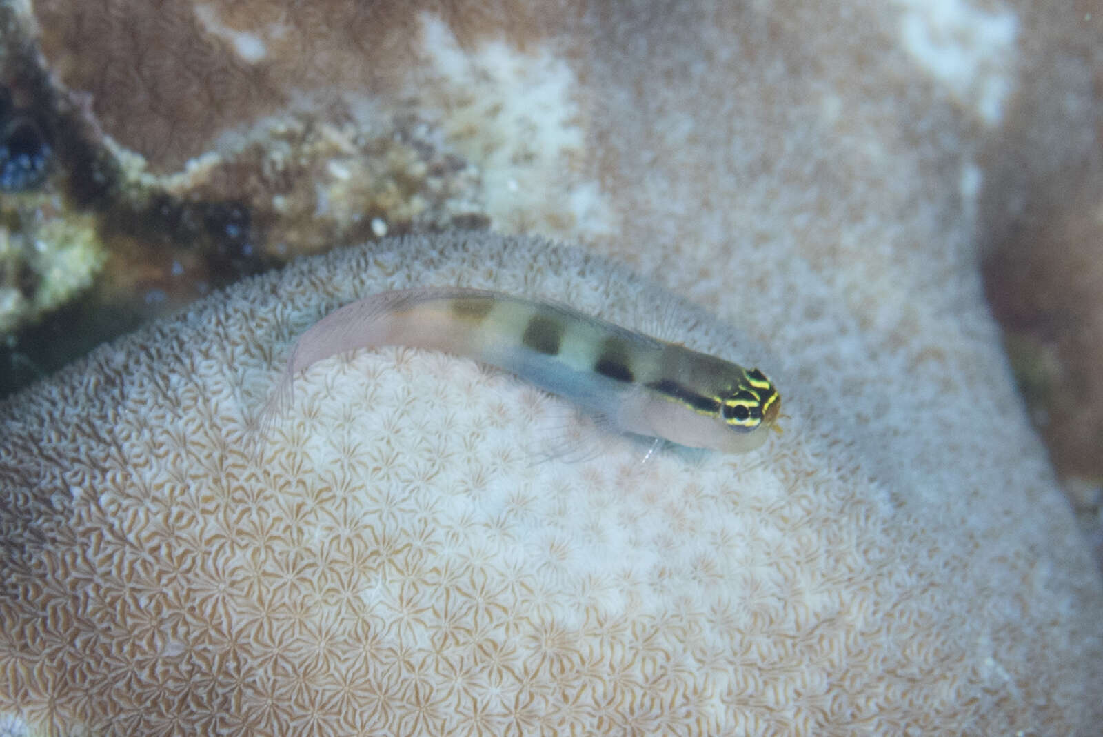 Image of Banda coralblenny