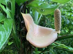 Image of Monstera oreophila Madison