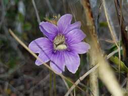 Image de Pinguicula caerulea Walt.