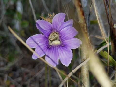 Image of blueflower butterwort