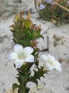 Image of Roella amplexicaulis Dod