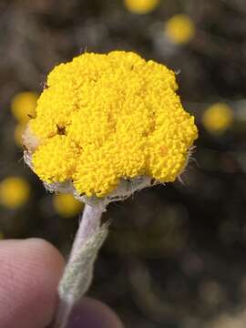 Image of Helichrysum catipes (DC.) Harv.