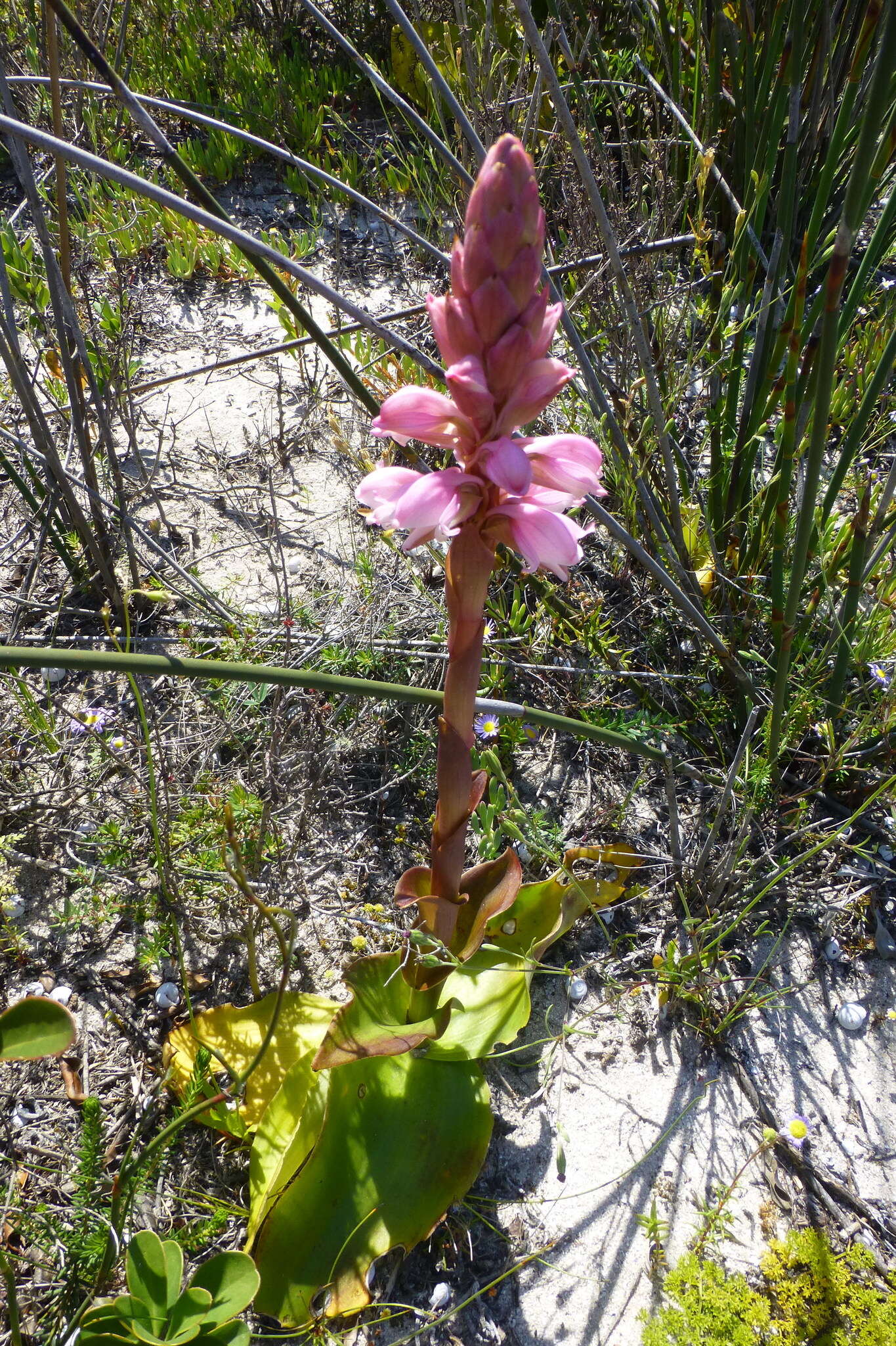 صورة Satyrium carneum (Aiton) Sims