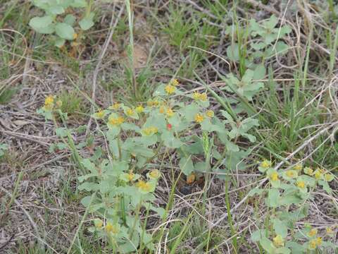 Image of Euphorbia undulata M. Bieb.