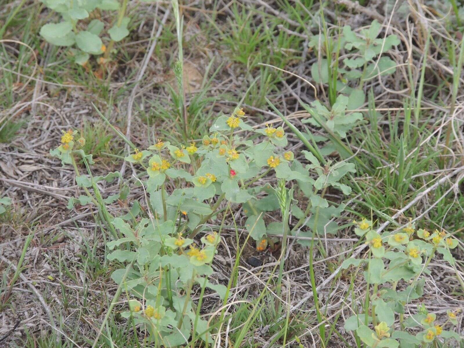 Image of Euphorbia undulata M. Bieb.