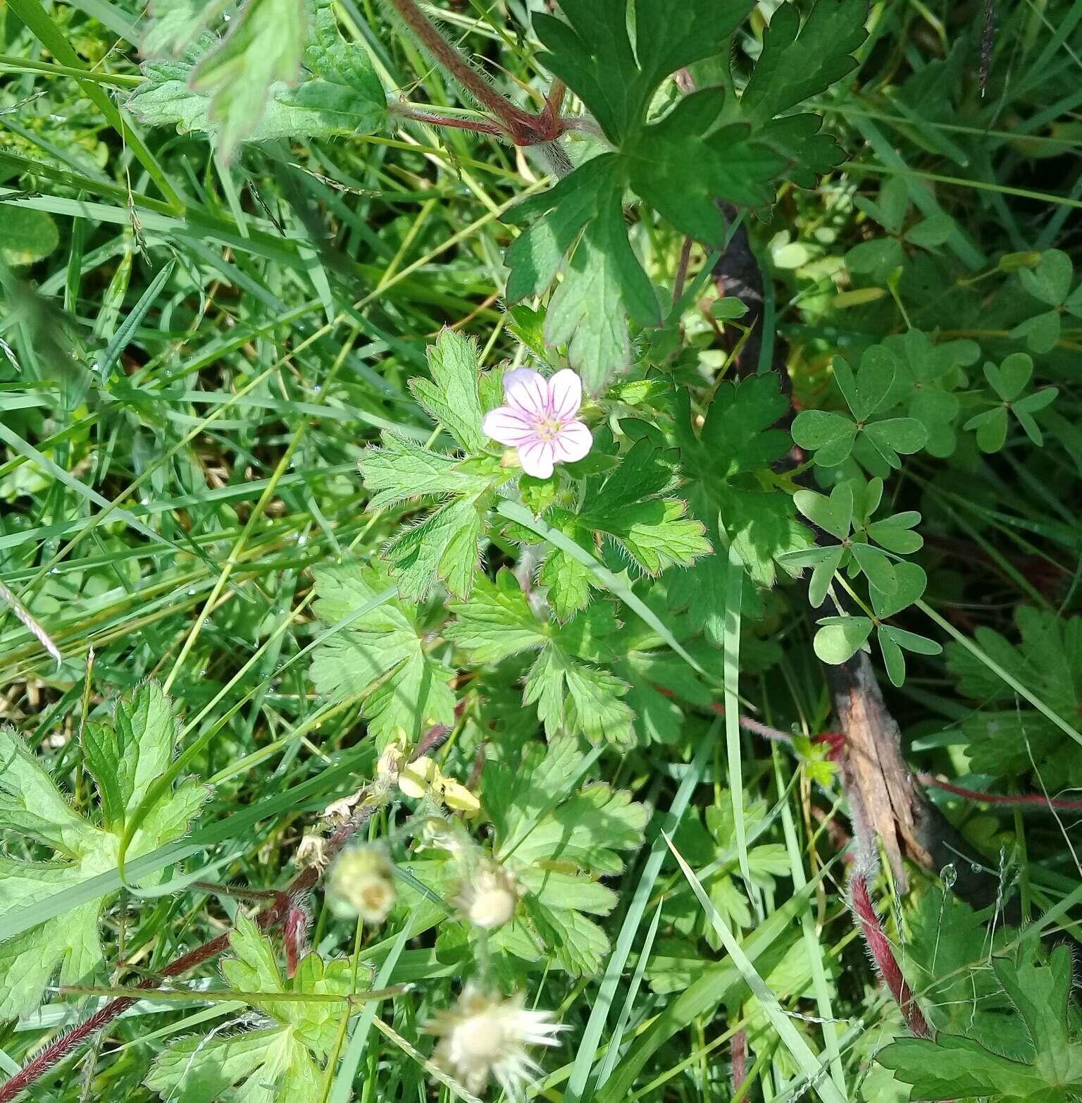 Imagem de Geranium seemannii Peyr.