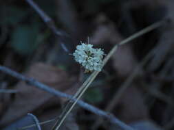 Image of Scabiosa webbiana D. Don