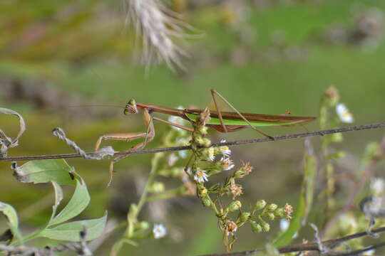 Image of Chinese mantis