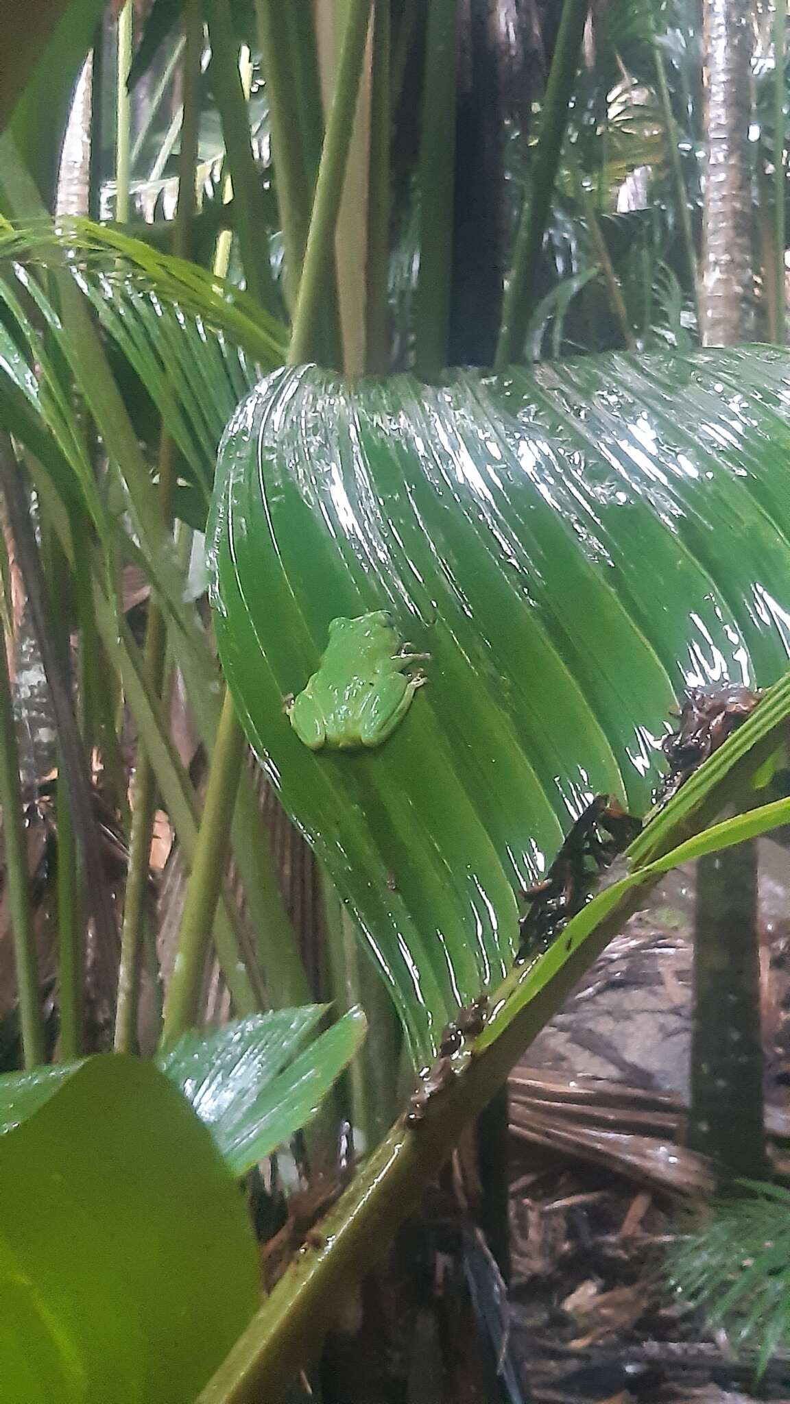 Image of Seychelles Tree Frog