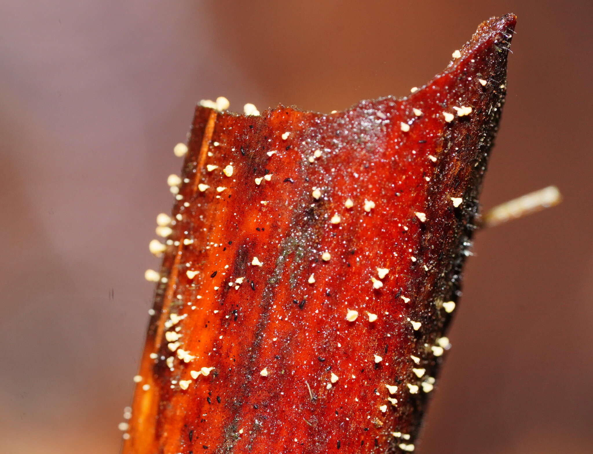 Image of Lachnum pteridophyllum (Rodway) Spooner 1987