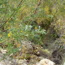 Image of Calpurnia villosa Harv.