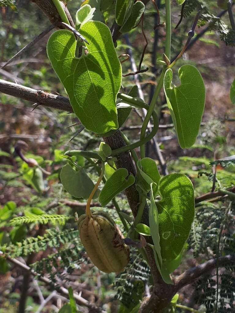 Image of Aristolochia taliscana Hook. & Arn.