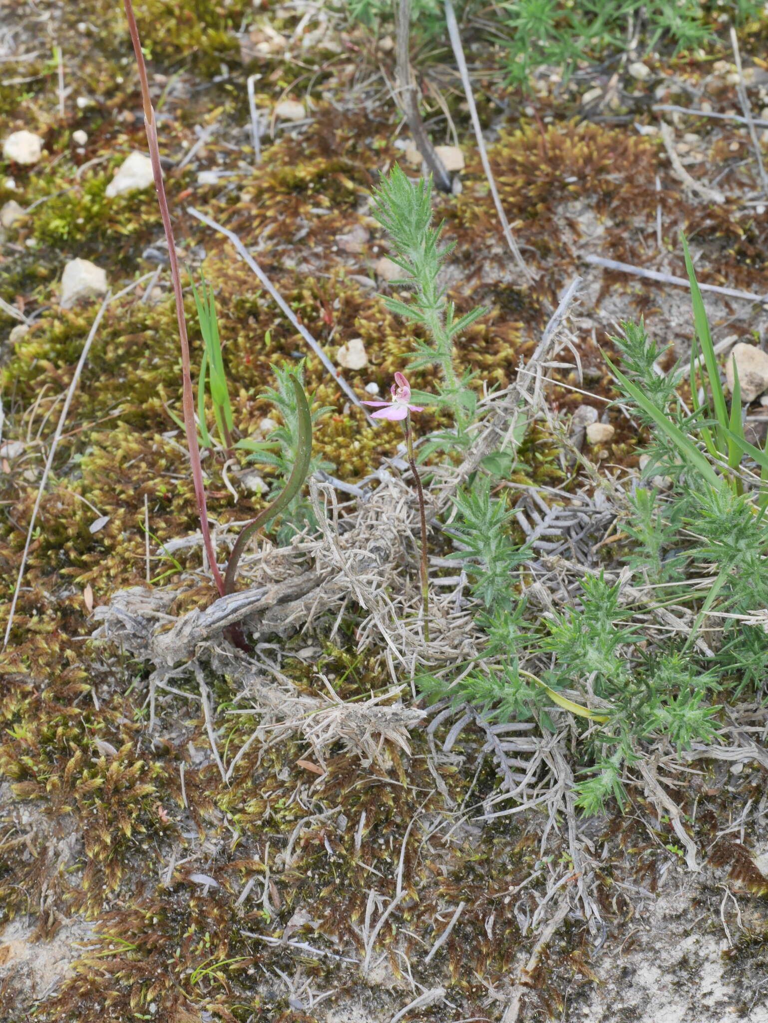 Image of Mauve Fingers