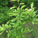 Image of Pyrus georgica