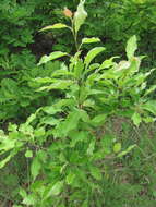 Image of Pyrus georgica