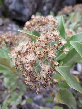 Image de Olearia avicenniifolia (Raoul) Hook. fil.