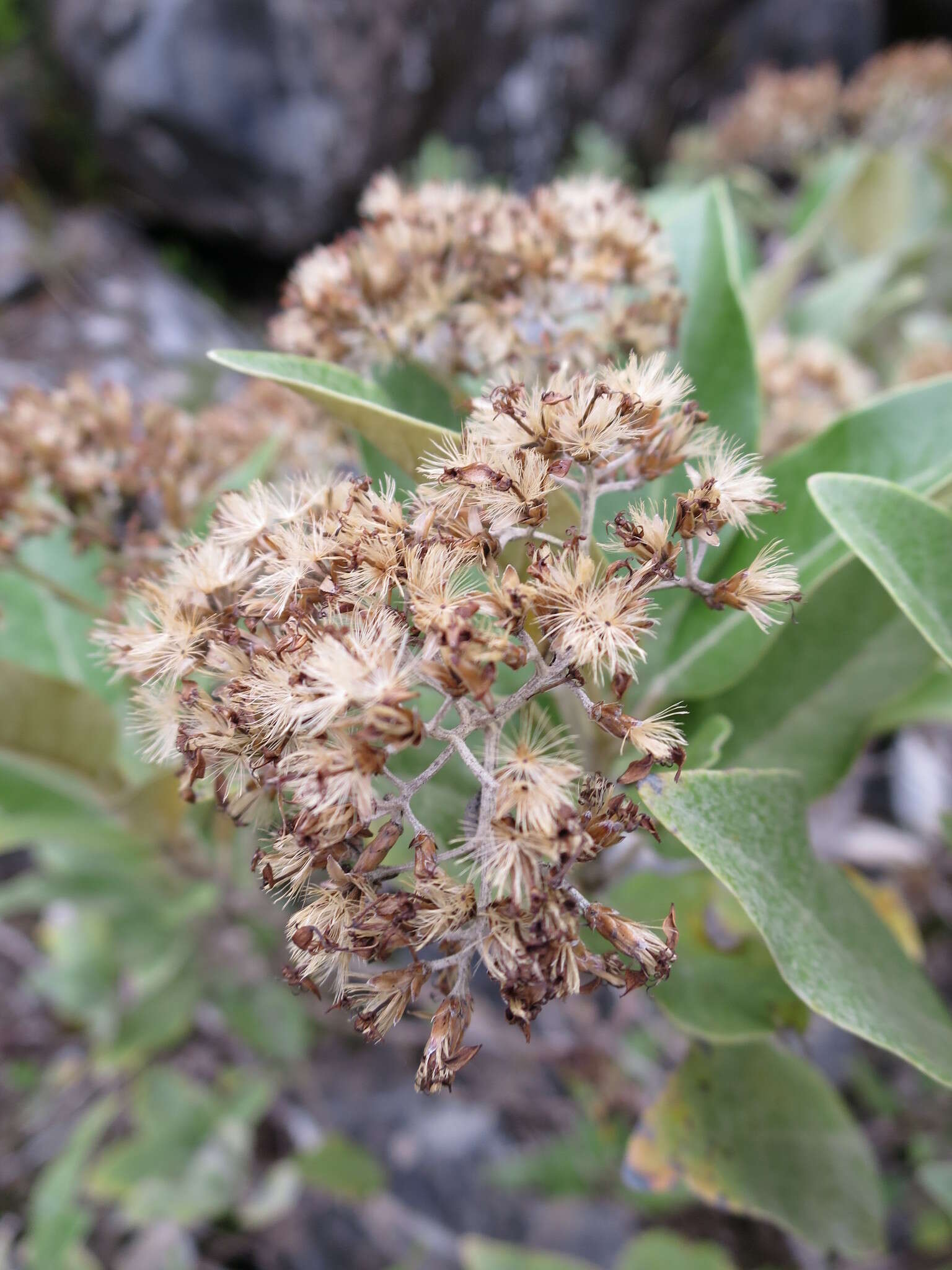 Image de Olearia avicenniifolia (Raoul) Hook. fil.