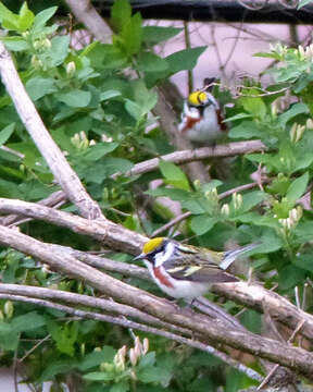 Image of Chestnut-sided Warbler