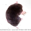 Image of Short-faced Mole