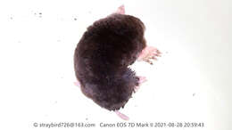 Image of Short-faced Mole