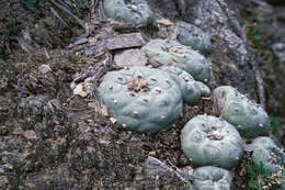 Image of Peyote