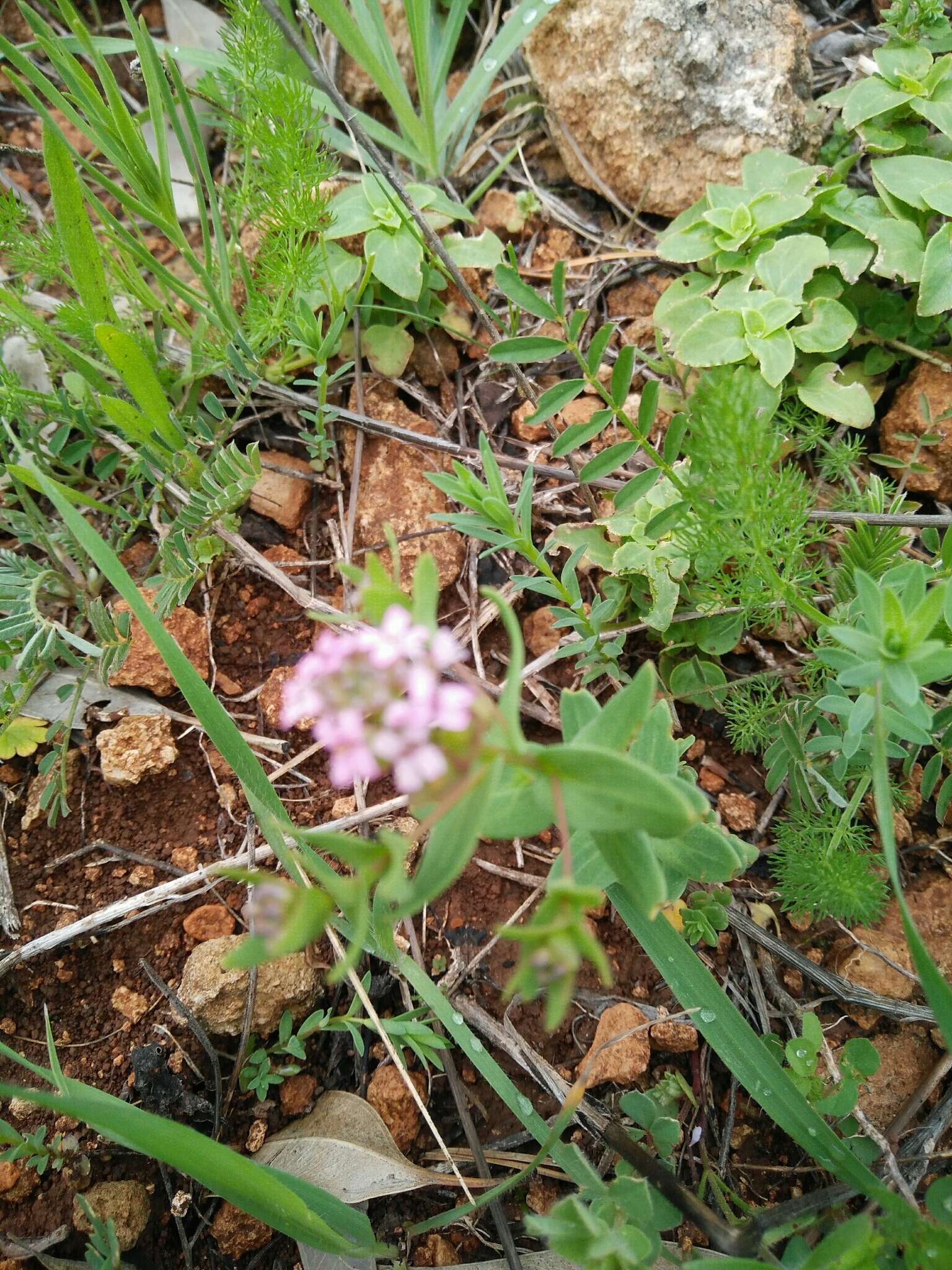 Слика од Aethionema heterocarpum J. Gay ex Trevir.