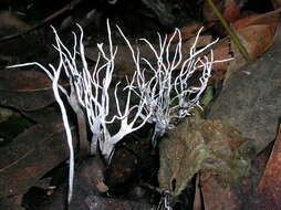 Image of Candle-snuff Fungus