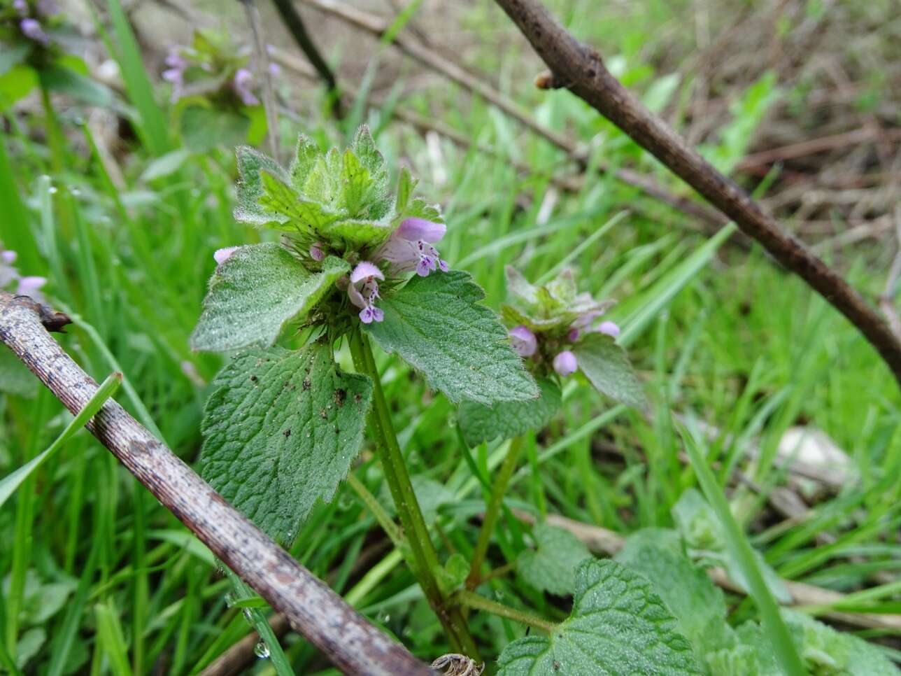 Image of purple deadnettle