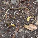 Image of Faded Black-striped Snake