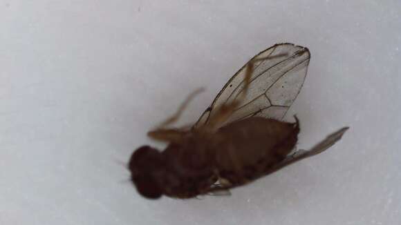 Image of Pomace fly